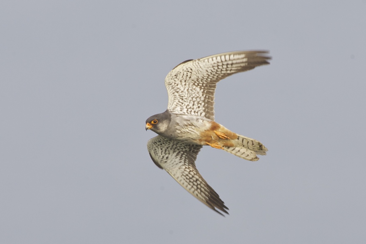 The 3rd China International Birding Festival, 20-22 October 2017 – Call For Teams!