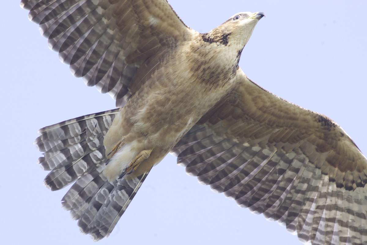 The 1st China International Birding Festival
