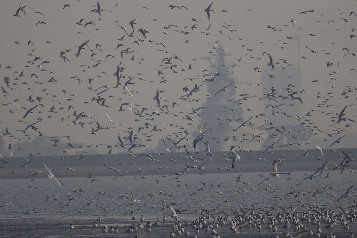 10,000 Relict Gulls
