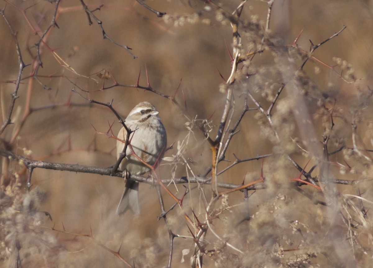 JANKOWSKI’S BUNTING in Beijing