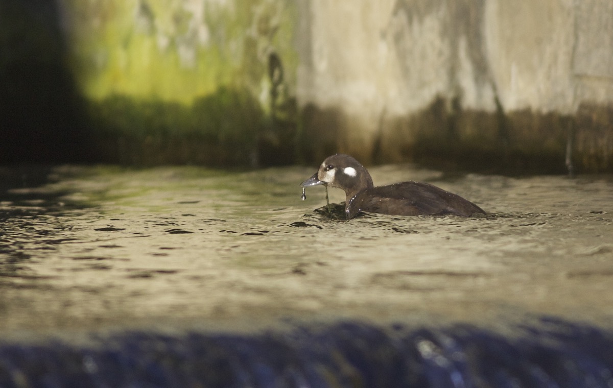 Harlequin Duck in Beijing