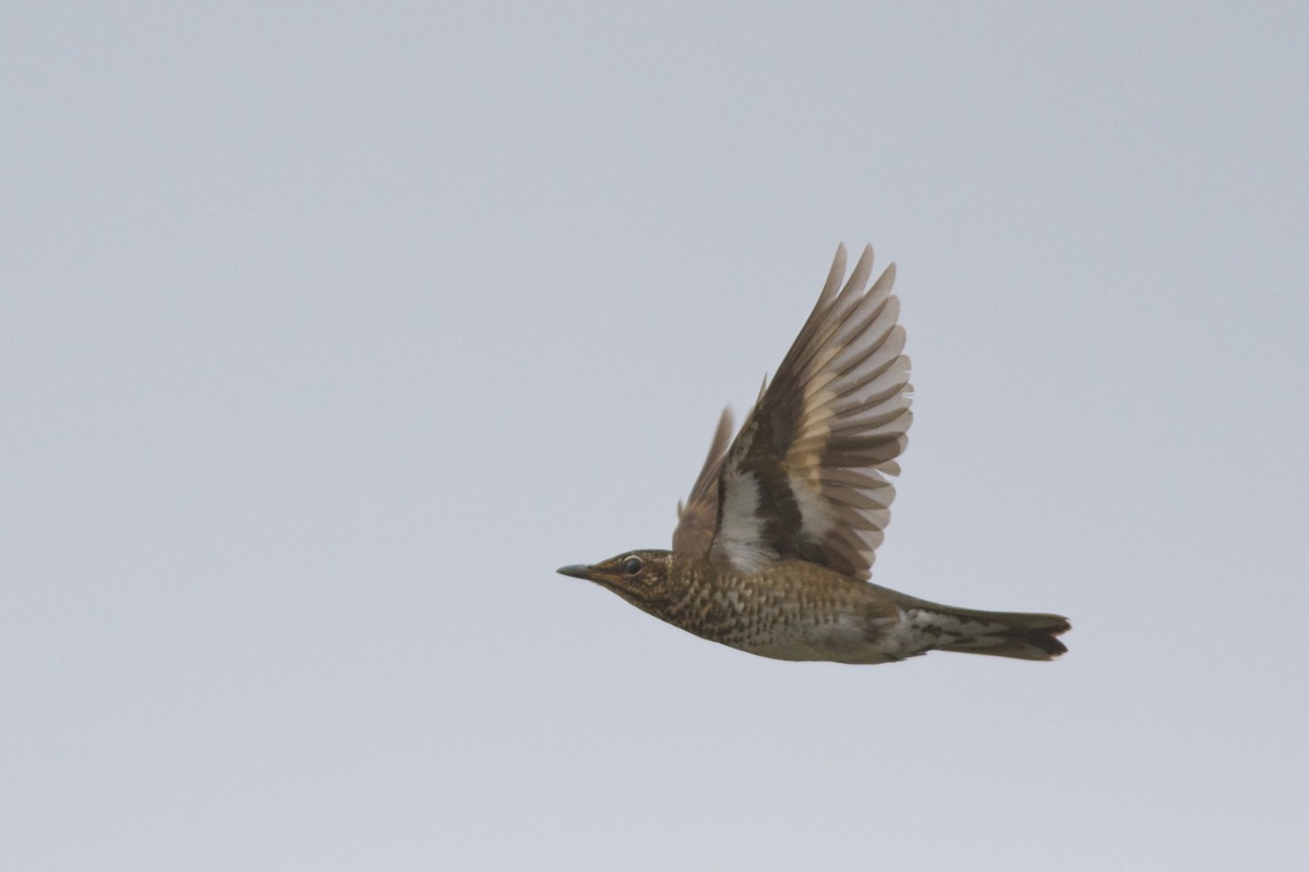 The 1st China International Birding Festival: A Major Success
