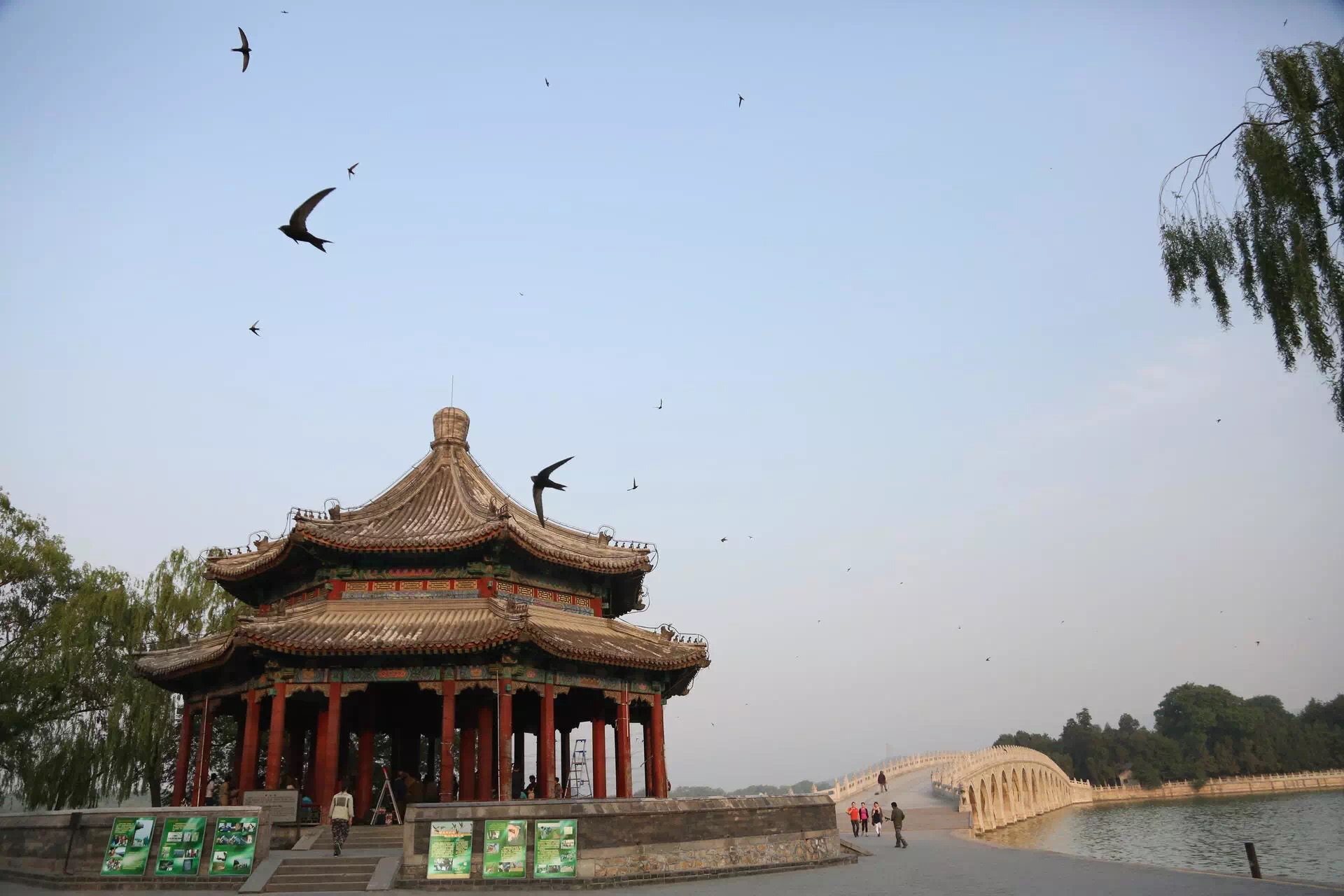 Schools For Swifts: Harrow Beijing to Make and Erect Swift Boxes