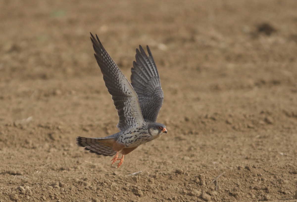 Female Amur Falcon taking off
