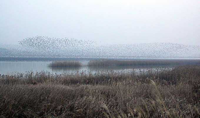 Birds Korea – Status of Birds 2014