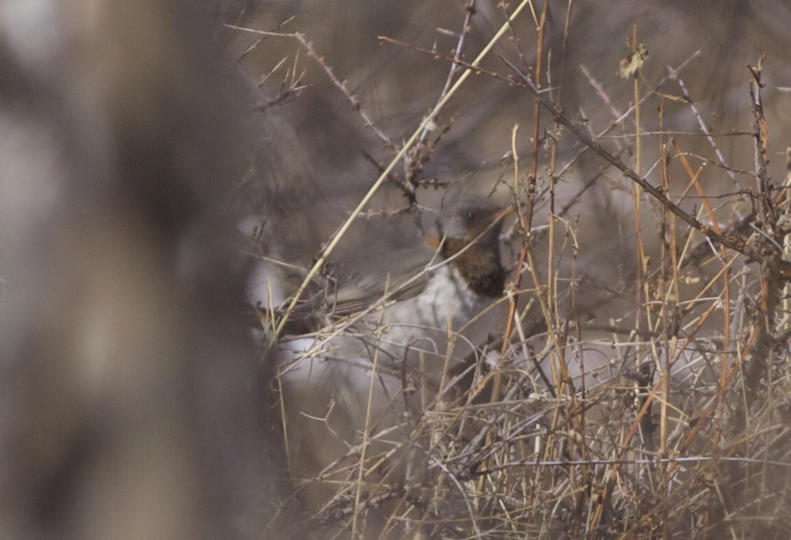 Red-throated x Black-throated Thrush