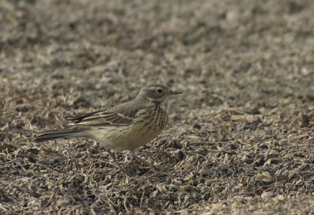 Buff-bellied Pipits