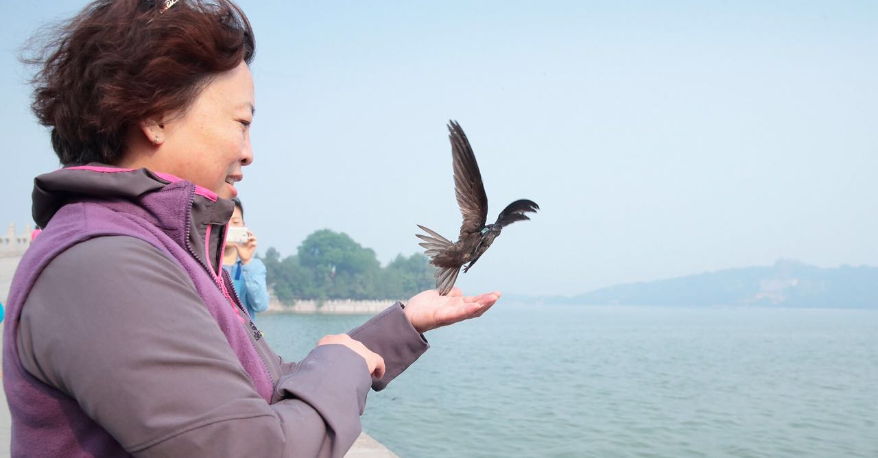 Out of Africa! The Beijing Swift’s Incredible Journey Charted At Last