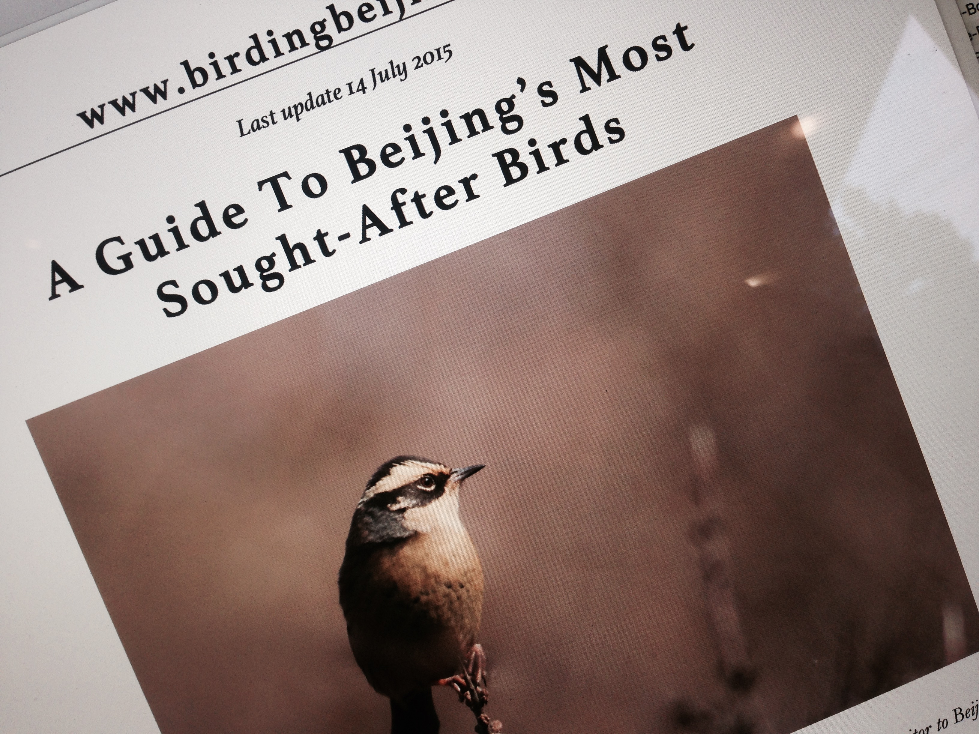 Downloadable PDF guides to Beijing’s Birds Now Available!