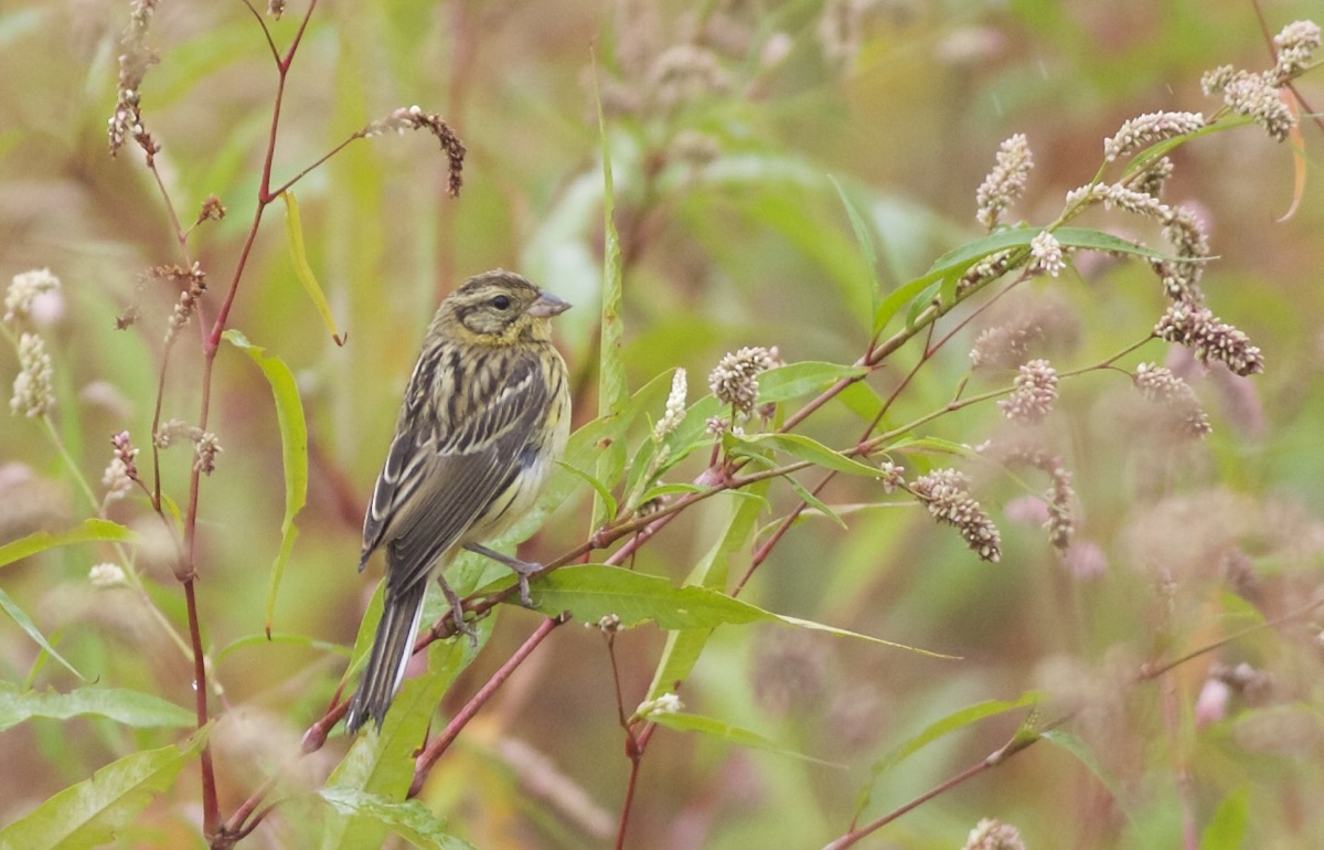 Yellow-breasted Bunting bucks the trend in Beijing!