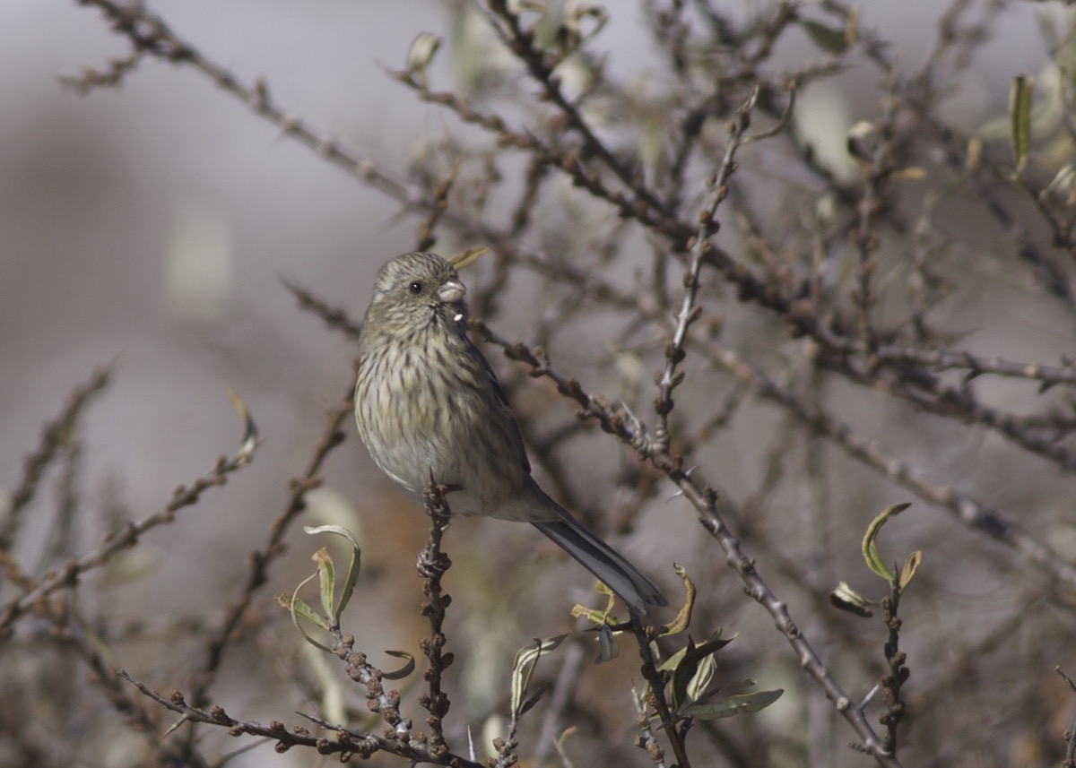 Long-tailed Rosefinches in Beijing