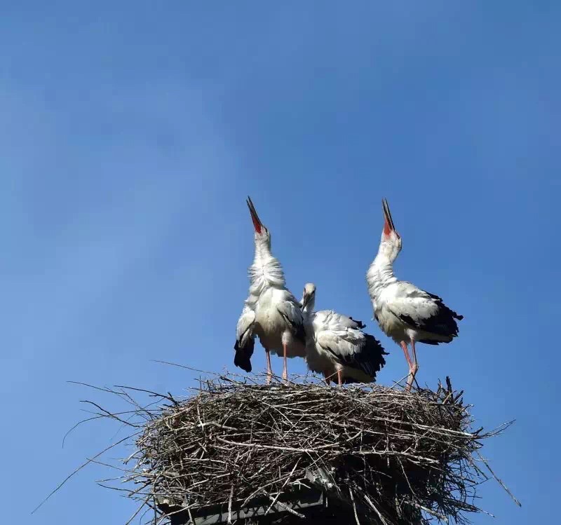 Tianjin State Grid Company Saves Oriental Stork Nest