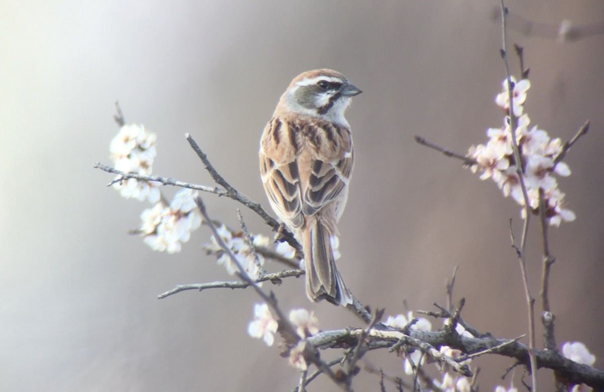 JANKOWSKI’S BUNTING: Good News From Inner Mongolia!