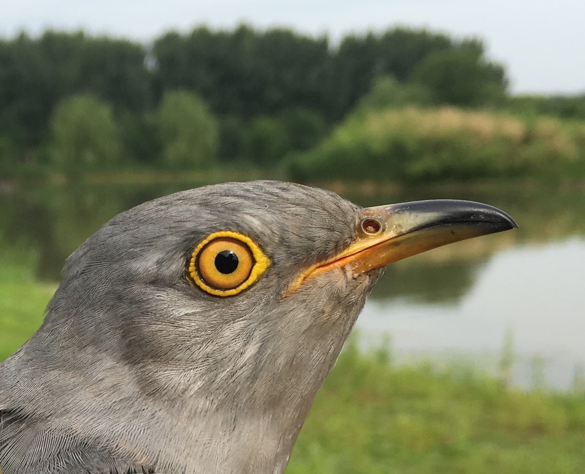 The Beijing Cuckoo Project 2017