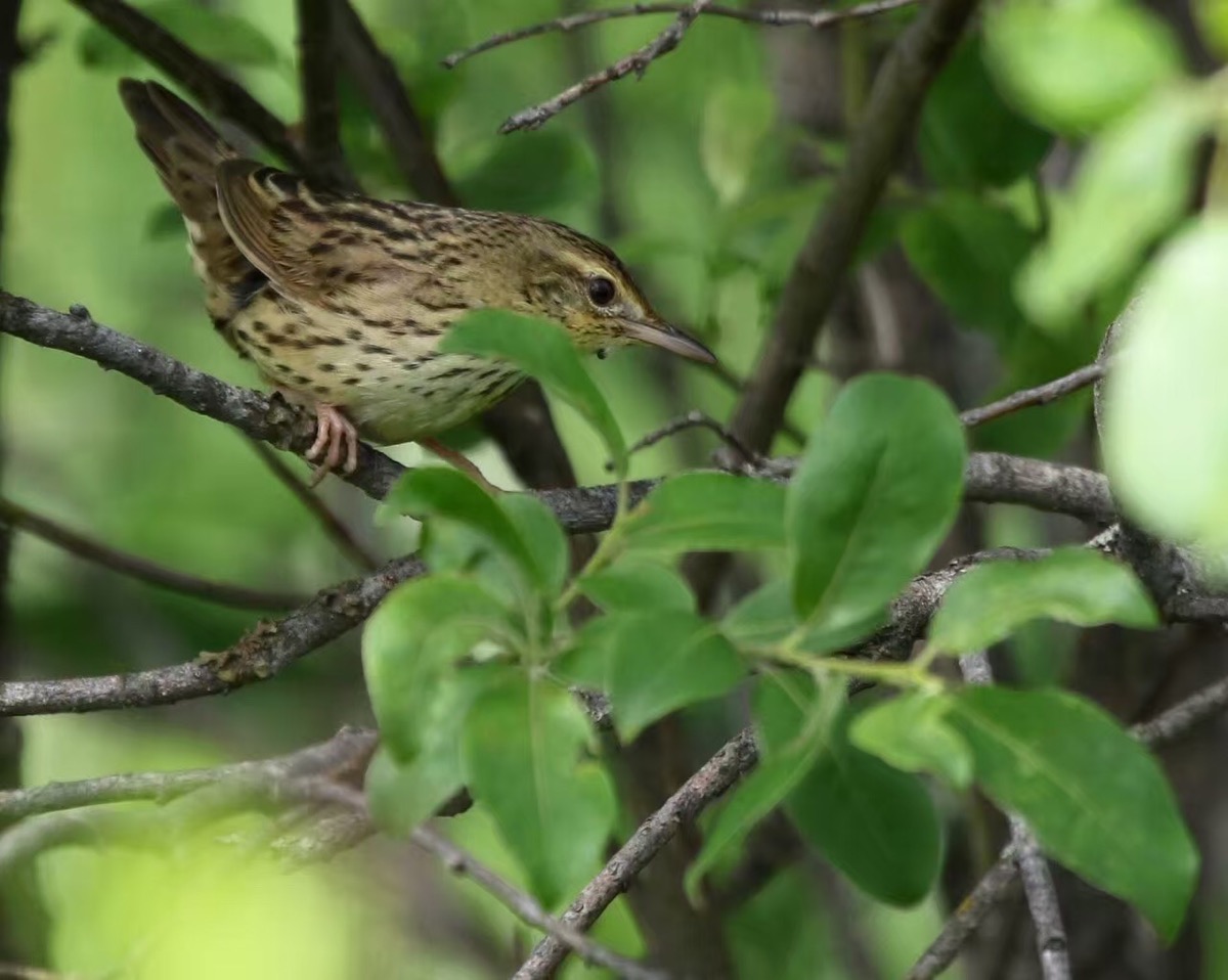 Groppers Galore!