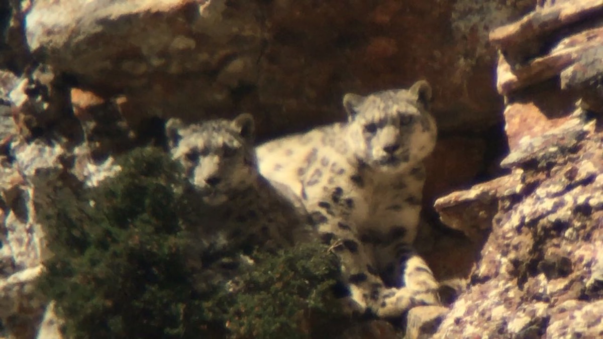 Snow Leopards