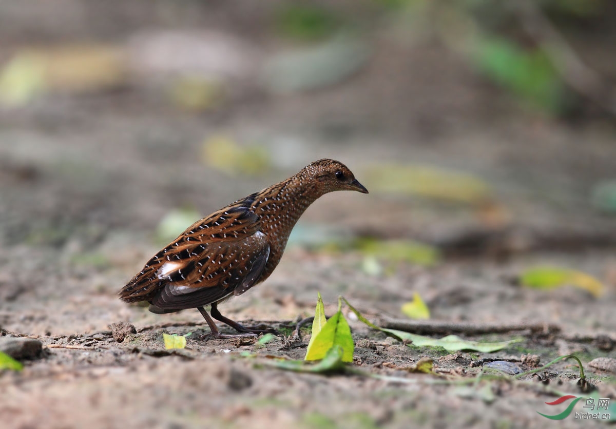 Swinhoe’s Rail in Beijing