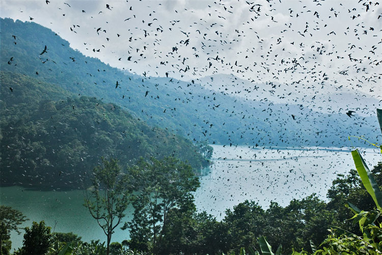 A vast flock of Amur Falcons at a stopover site in Nagaland, India
