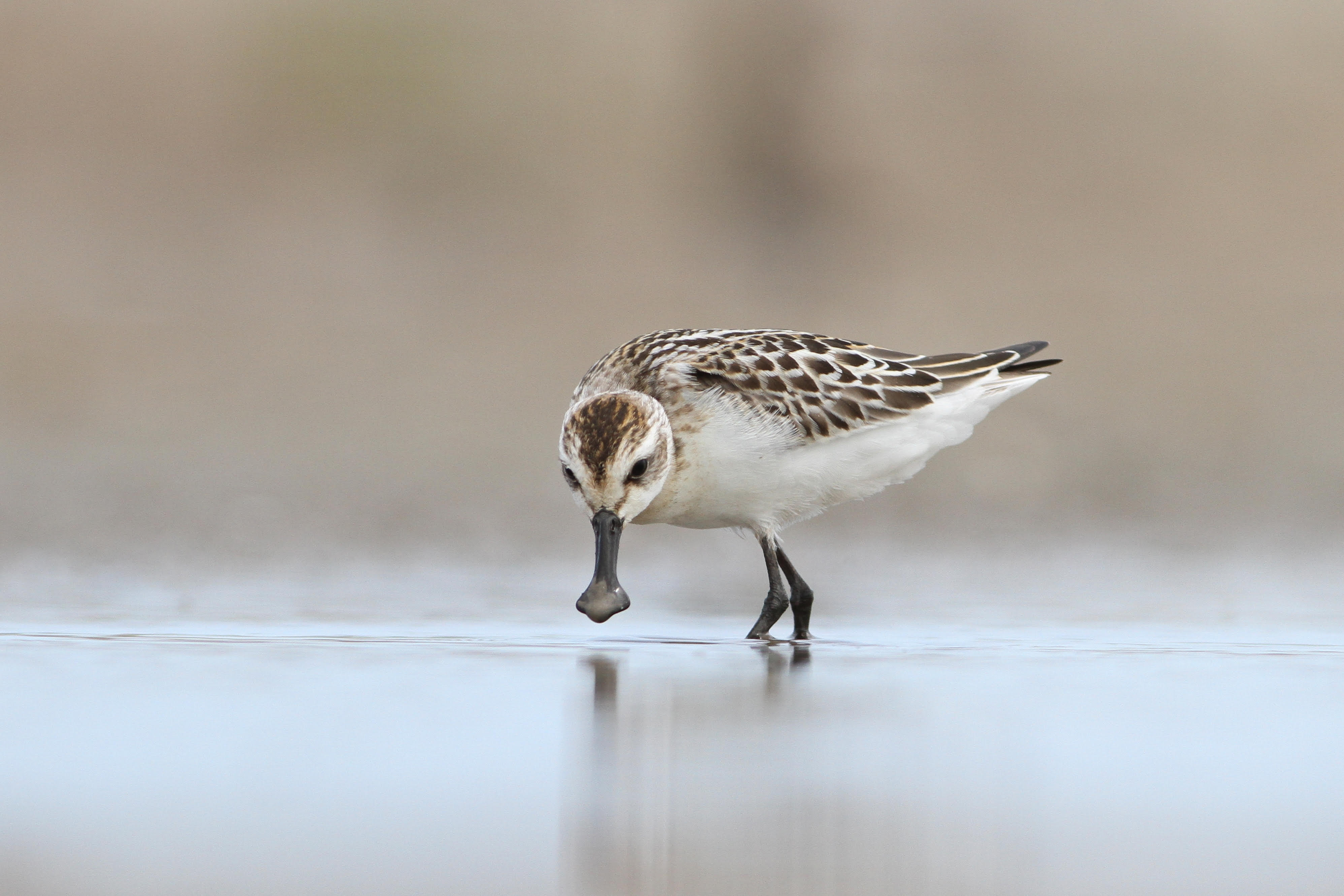 Experience World Class Yellow Sea Migration And Support The Local Conservation Effort
