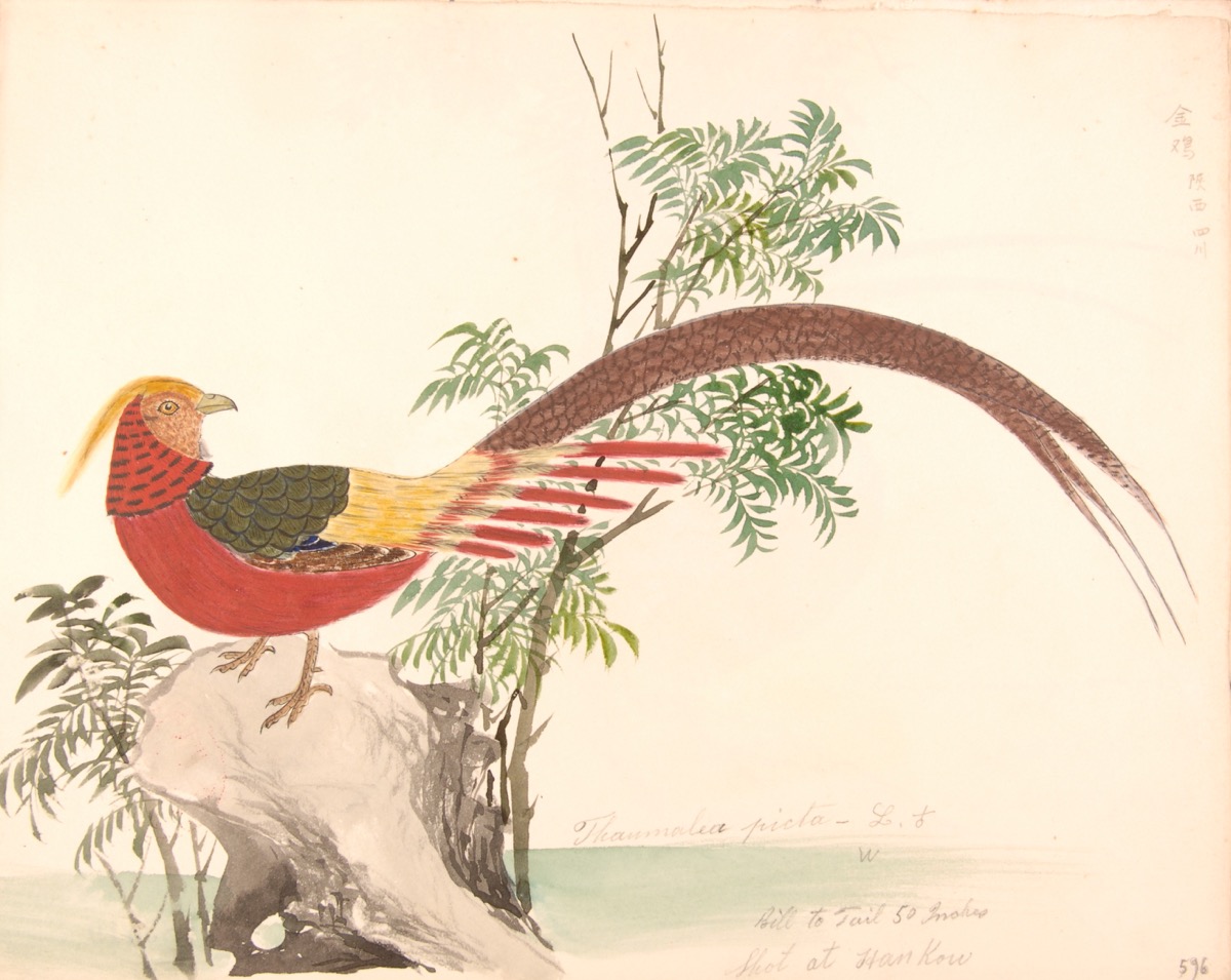 China To Participate In The Champions Of The Flyway 2017