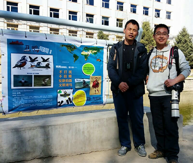 Volunteers Protect Beijing’s Harlequin Duck