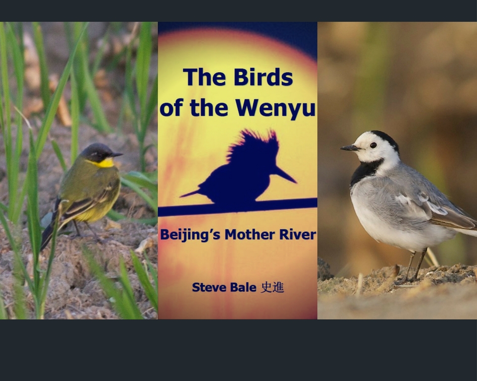 The Birds of the Wenyu, Beijing’s Mother River