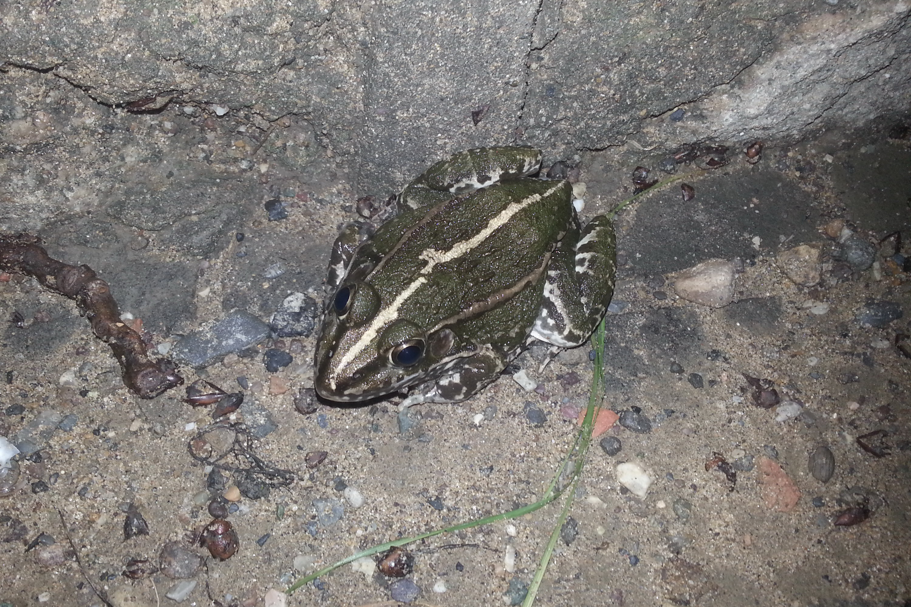A Guide to the Amphibians of Beijing