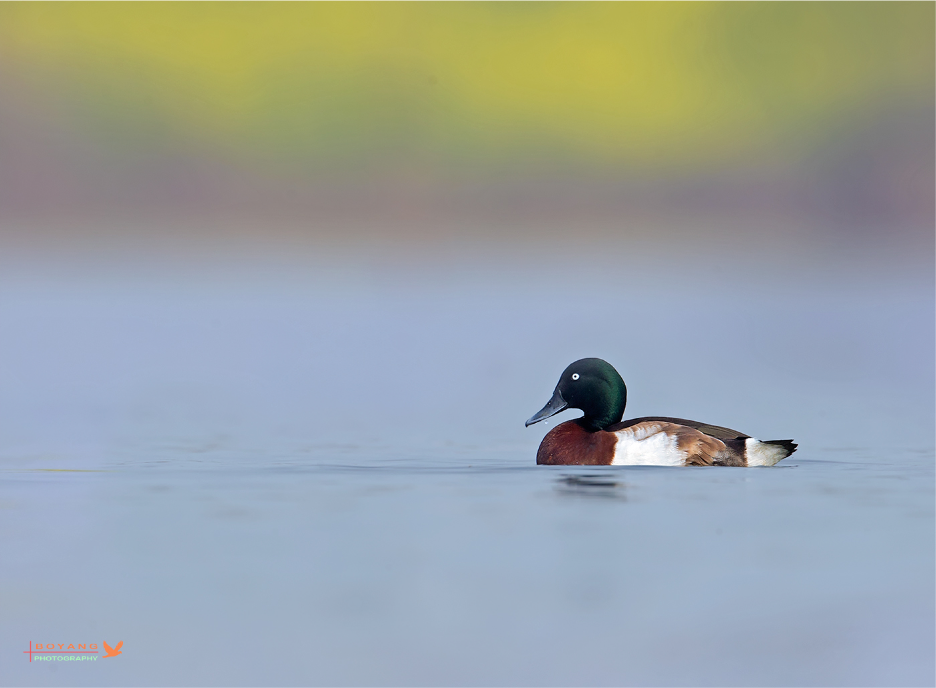 Baer’s Pochard: The Hengshui Declaration