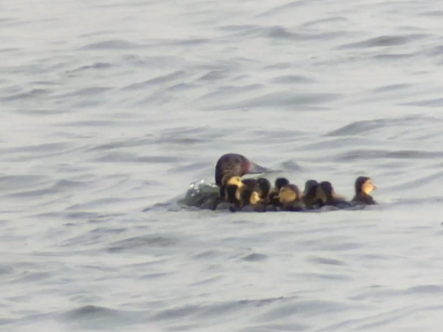 Baer’s Pochard breeds successfully at Hengshui Hu