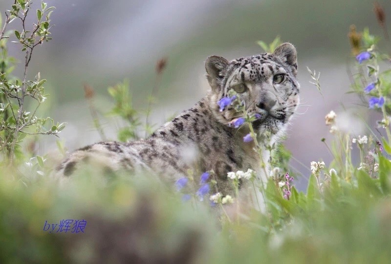NatureWatch 2018: Citizen Science on the Tibetan Plateau