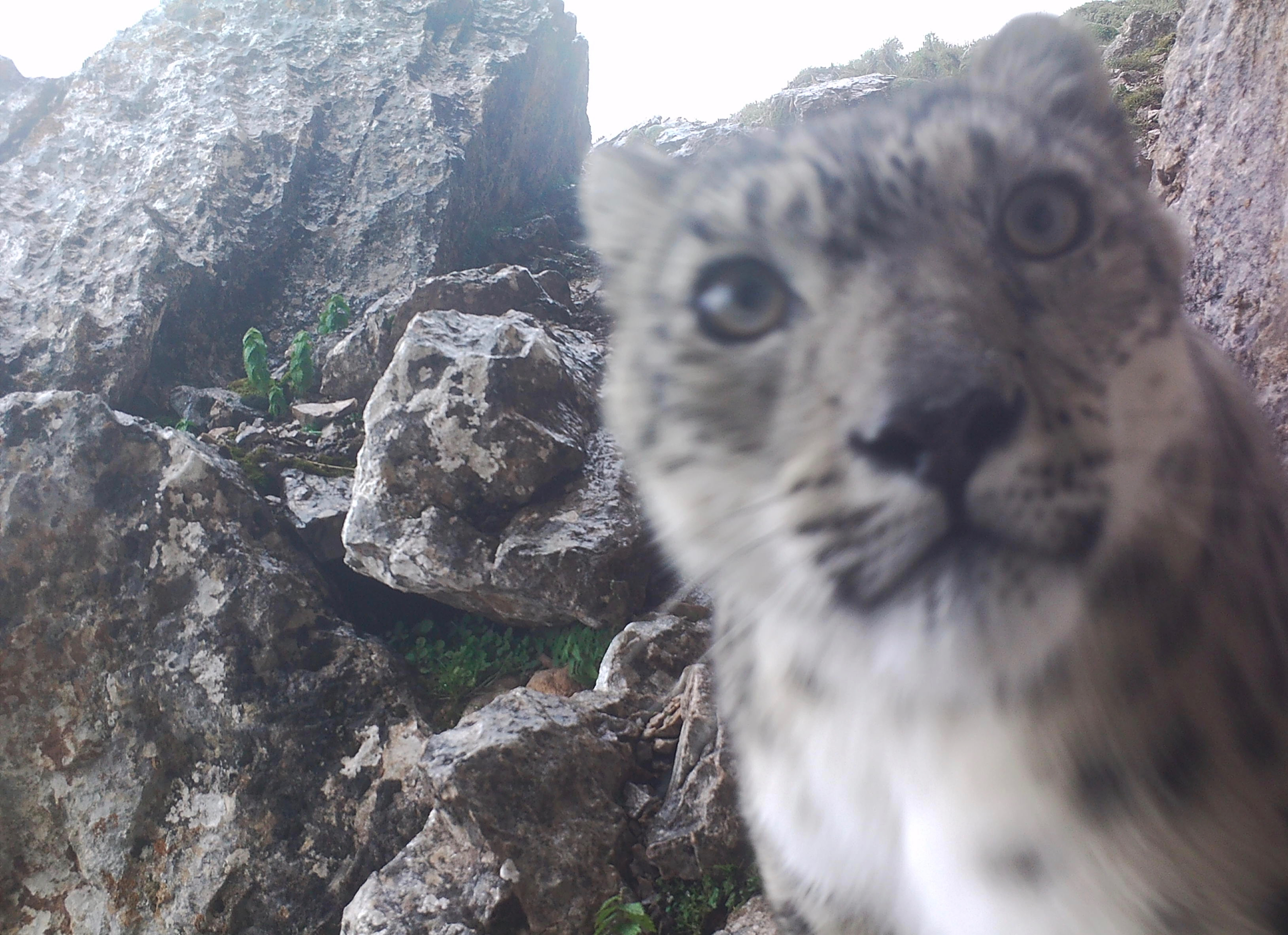 Snow Leopard Caught on Camera