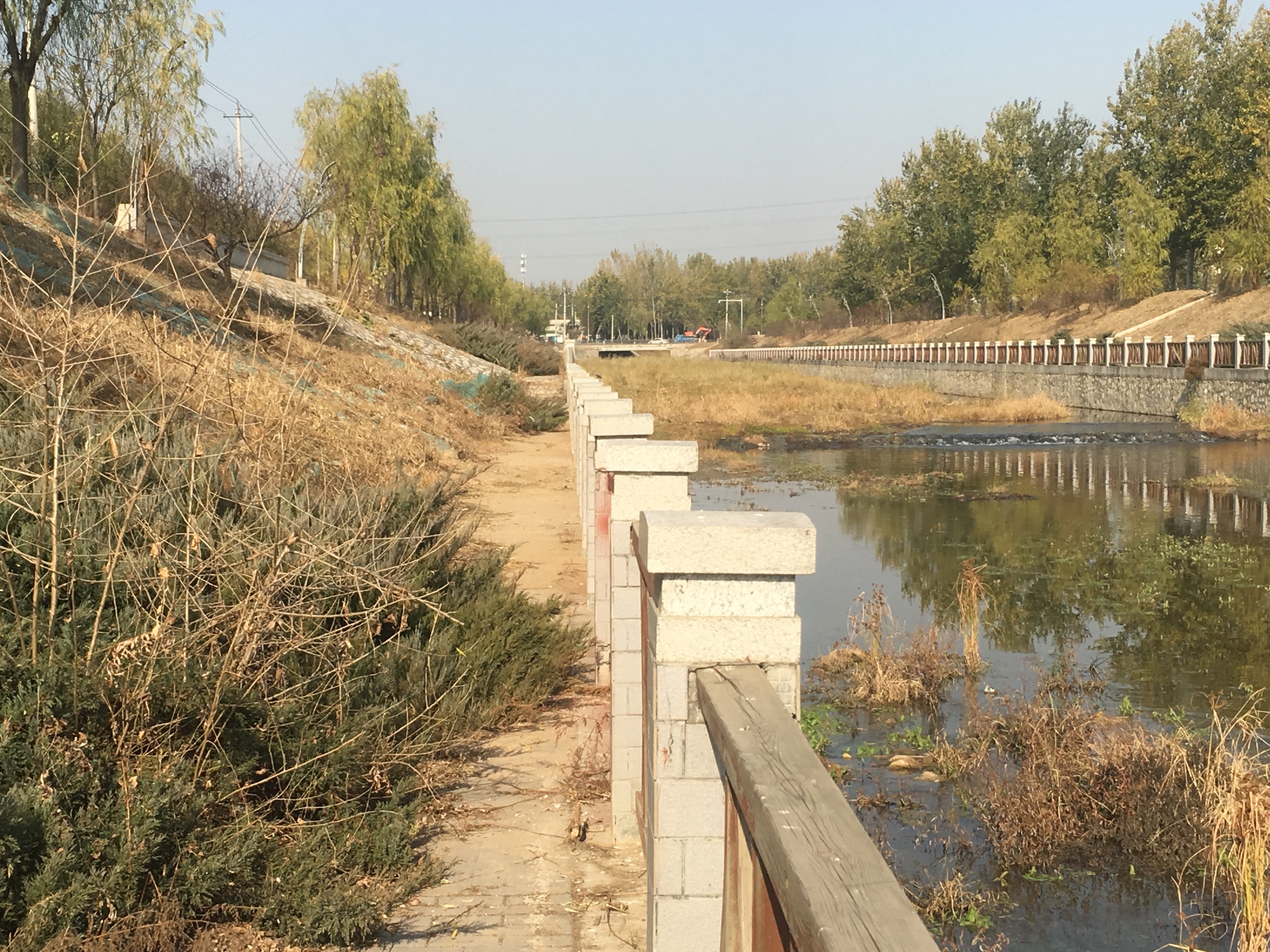 Wallcreeper in urban Beijing
