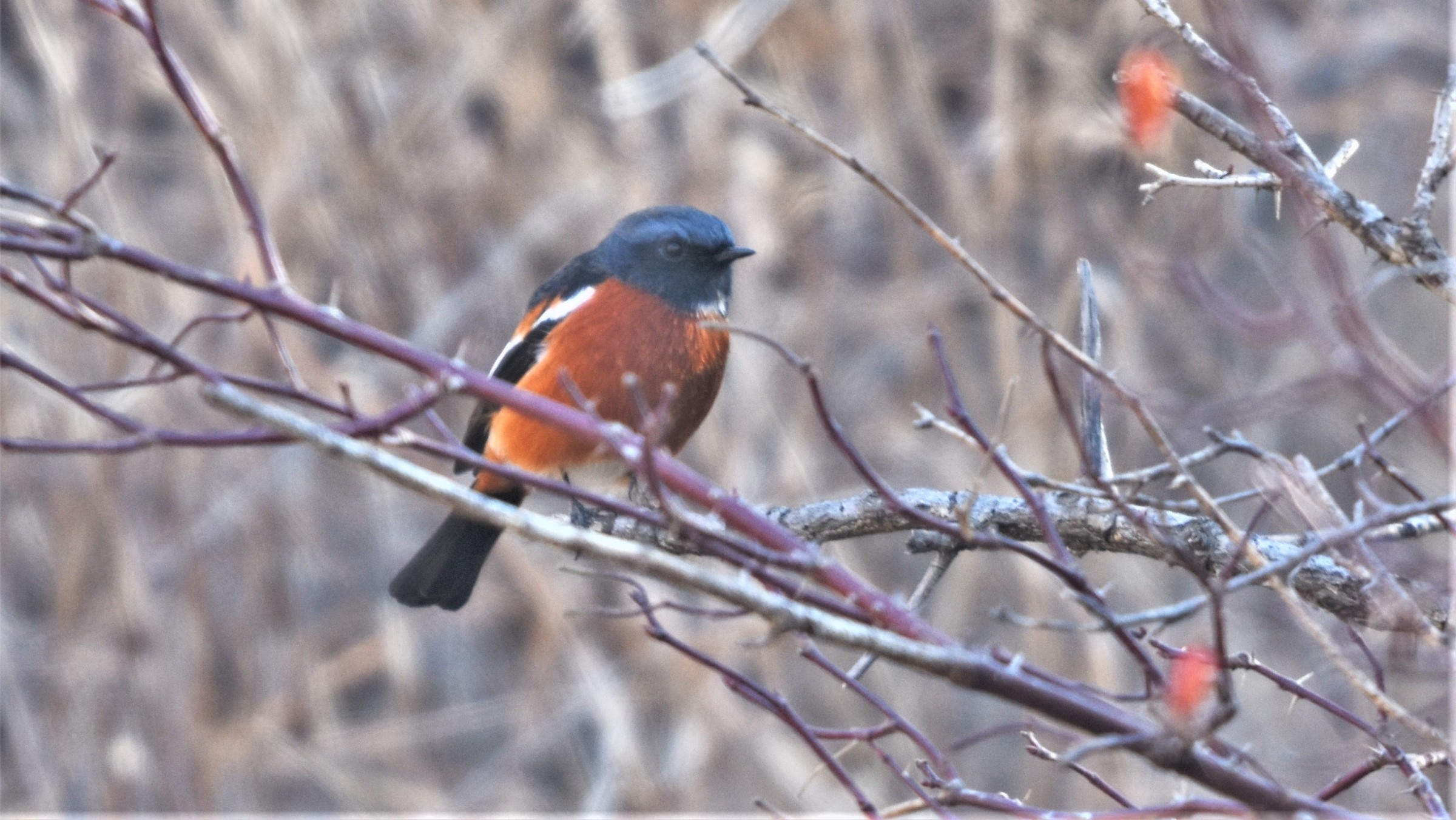 White-throated Redstart at Lingshan