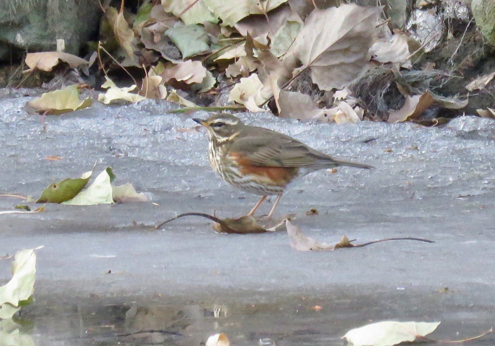 Rare and scarce birds in Beijing 2018