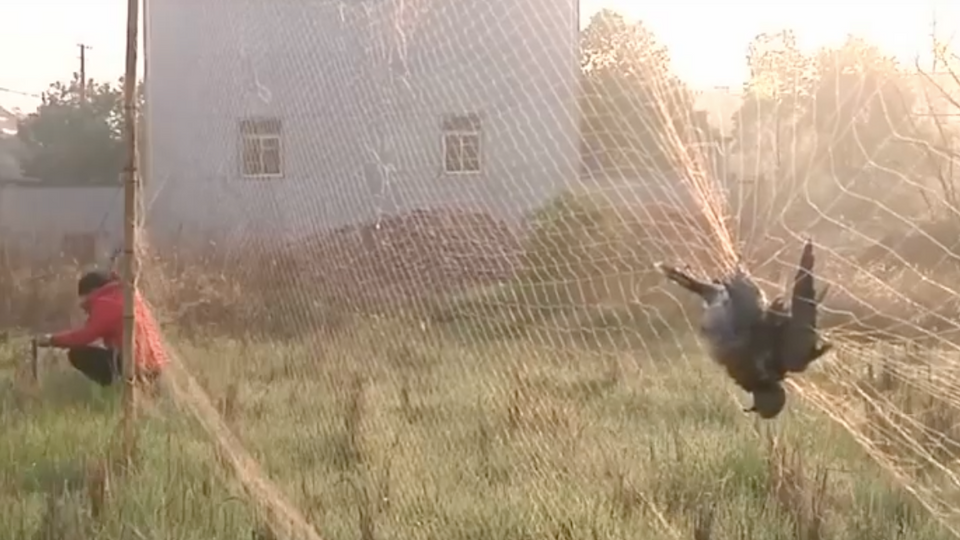 The Guardian covers the story of Gu Xuan “The Anti-poacher” in Beijing
