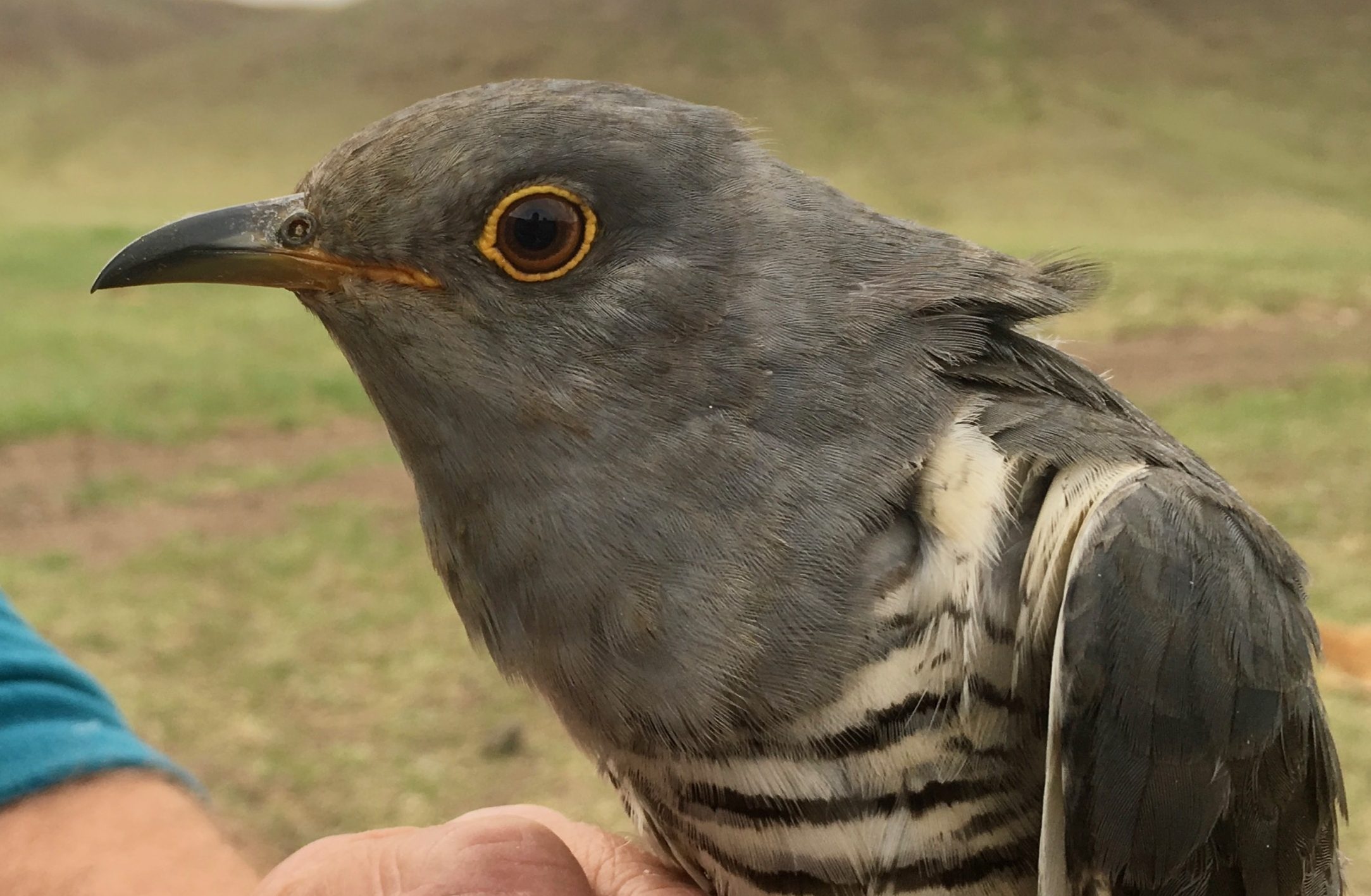 Nomad, Oriental Cuckoo