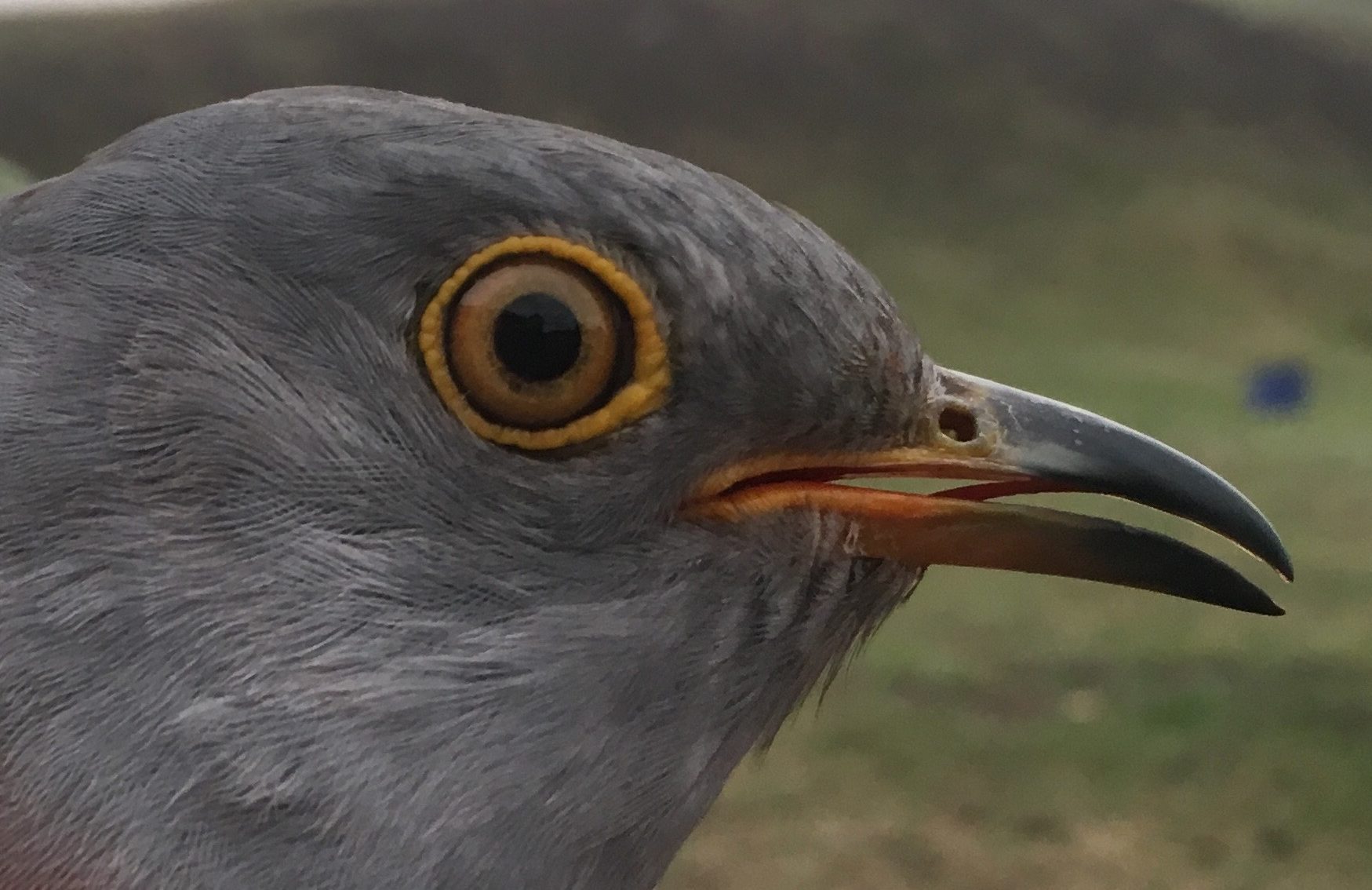 Captain Khurkh, Common Cuckoo