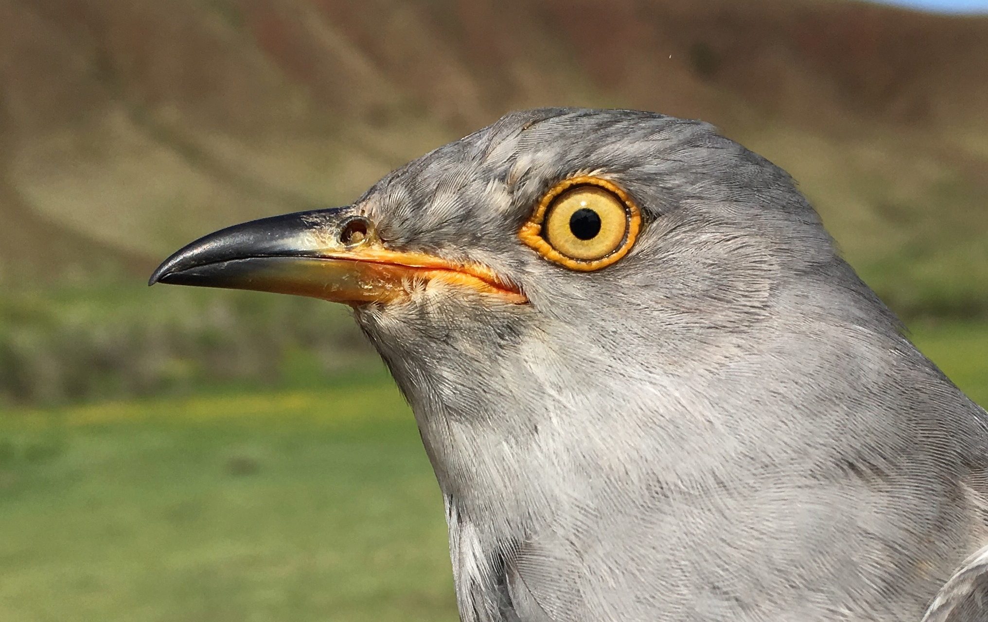 Namjaa, Common Cuckoo