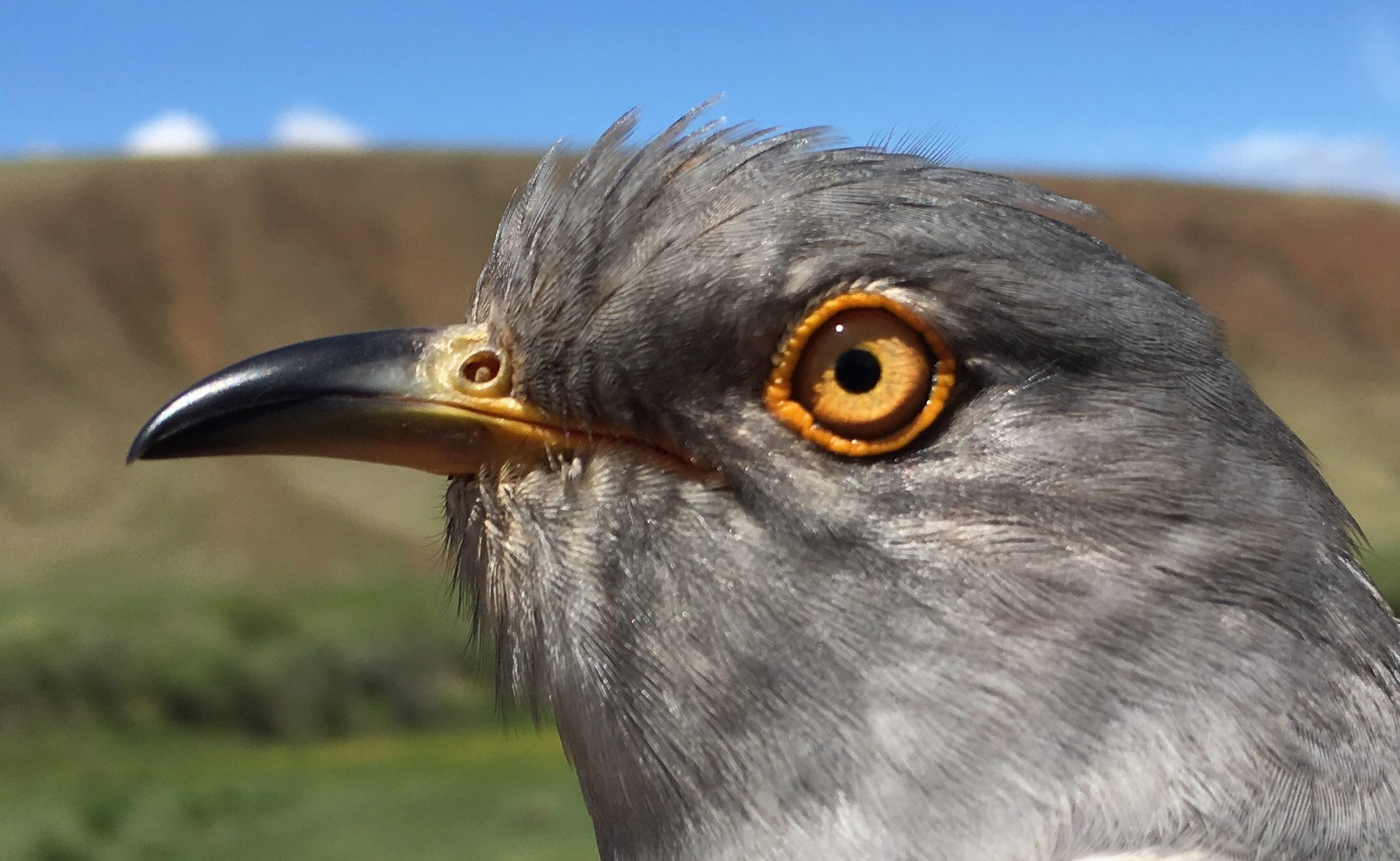 Bayan (Prosper), Common Cuckoo