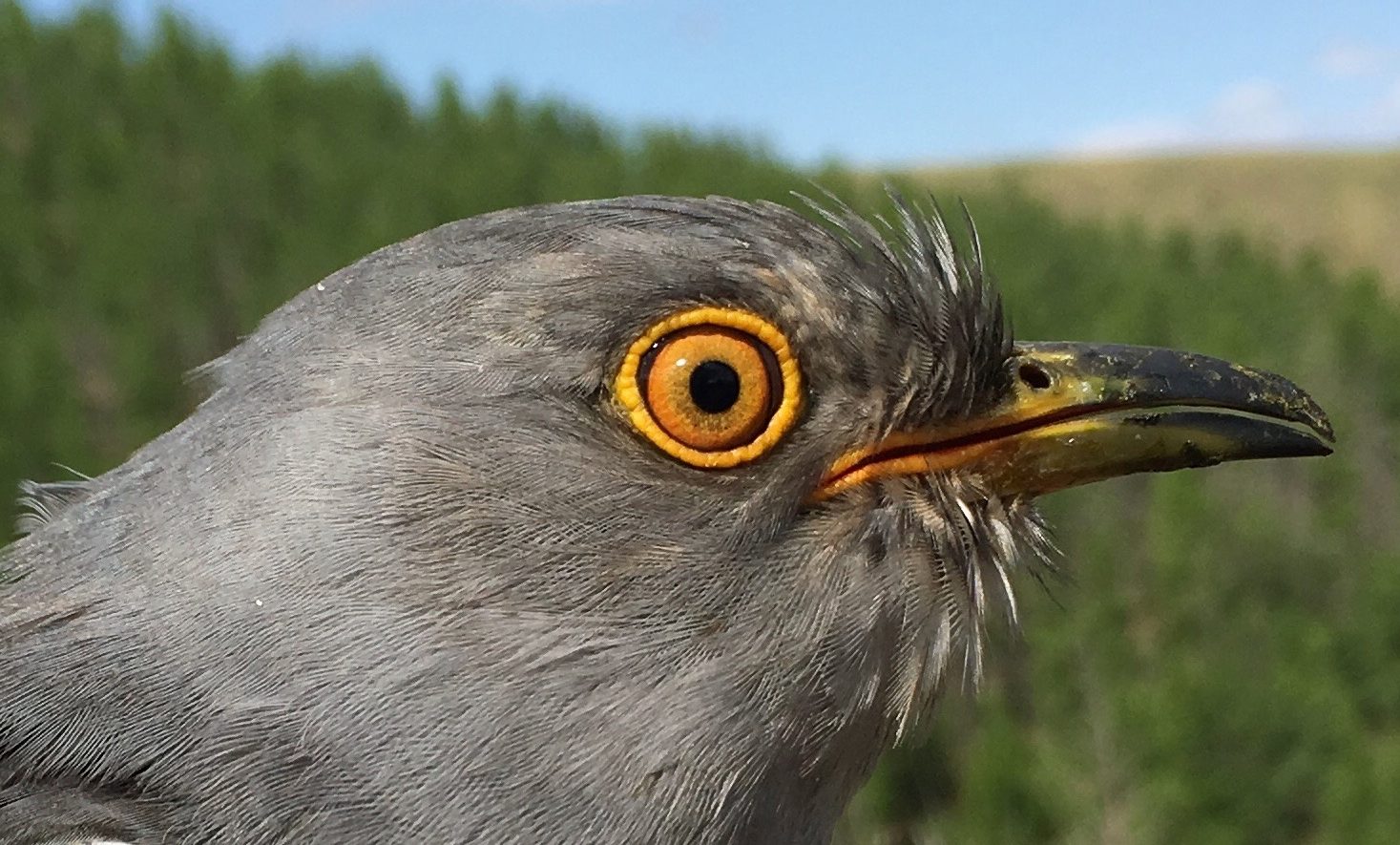 Onon, Common Cuckoo