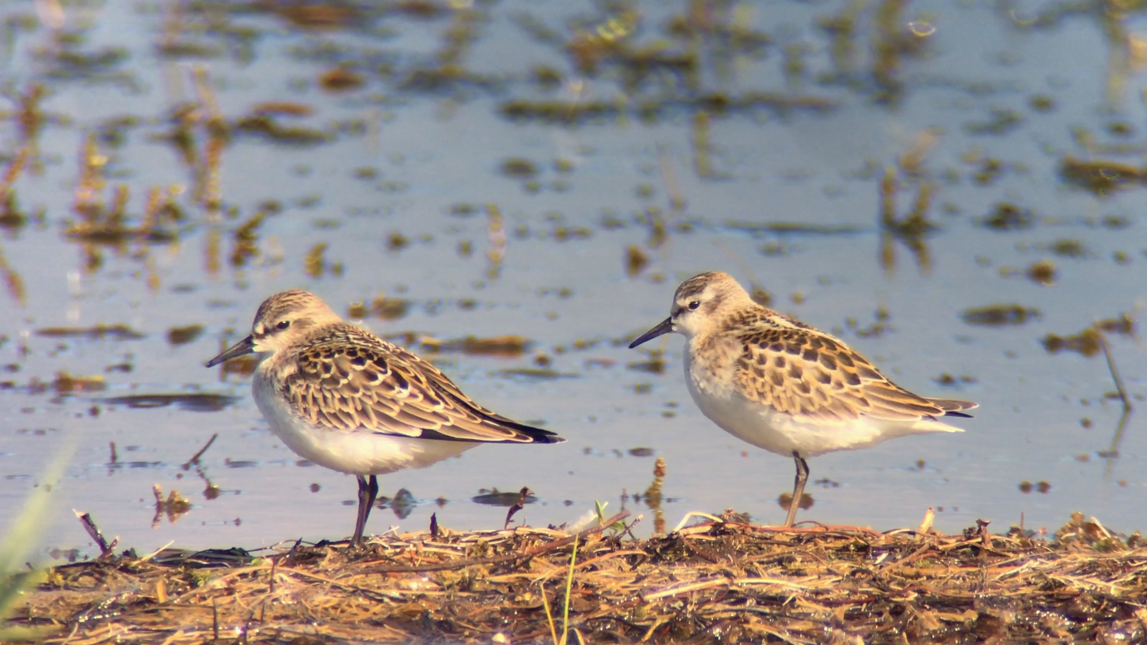 Red-necked Stint vs Little Stint
