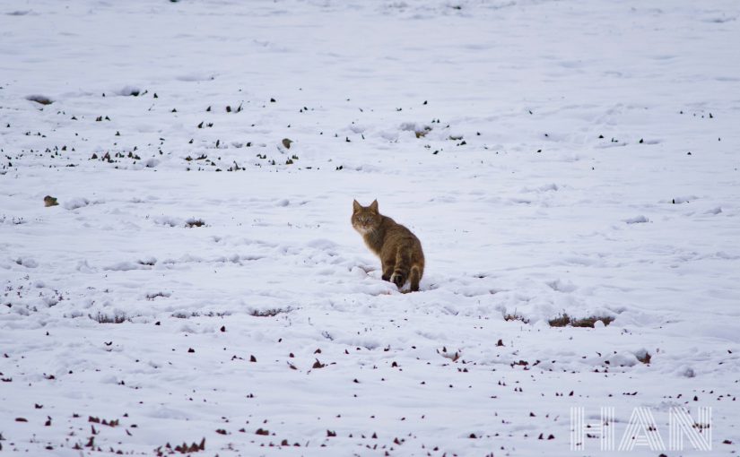 Chinese Mountain Cat (Felis bieti) – observations and findings from the first active den ever discovered