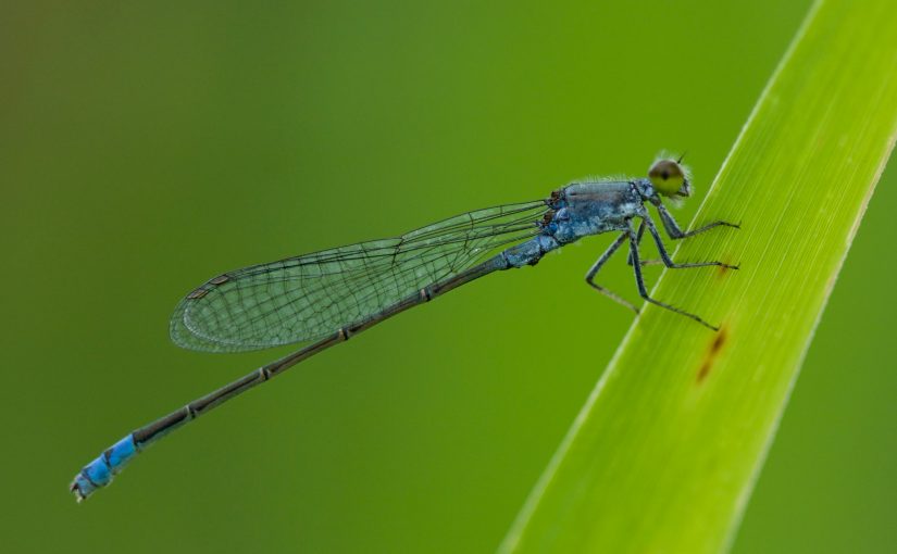 The Dragonflies and Damselflies of Beijing