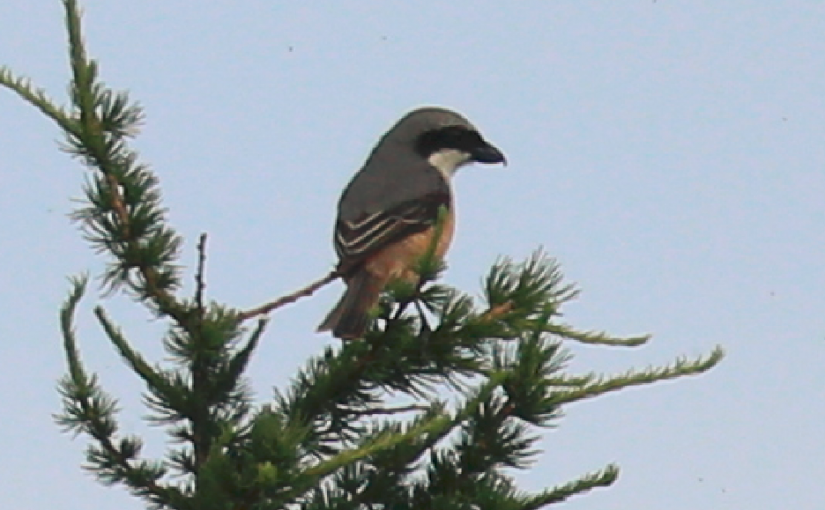 How a strange Brown Shrike turned into a Grey-backed Shrike – a new Beijing record