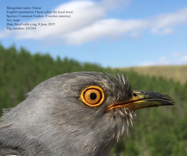 In celebration of Onon, a remarkable cuckoo