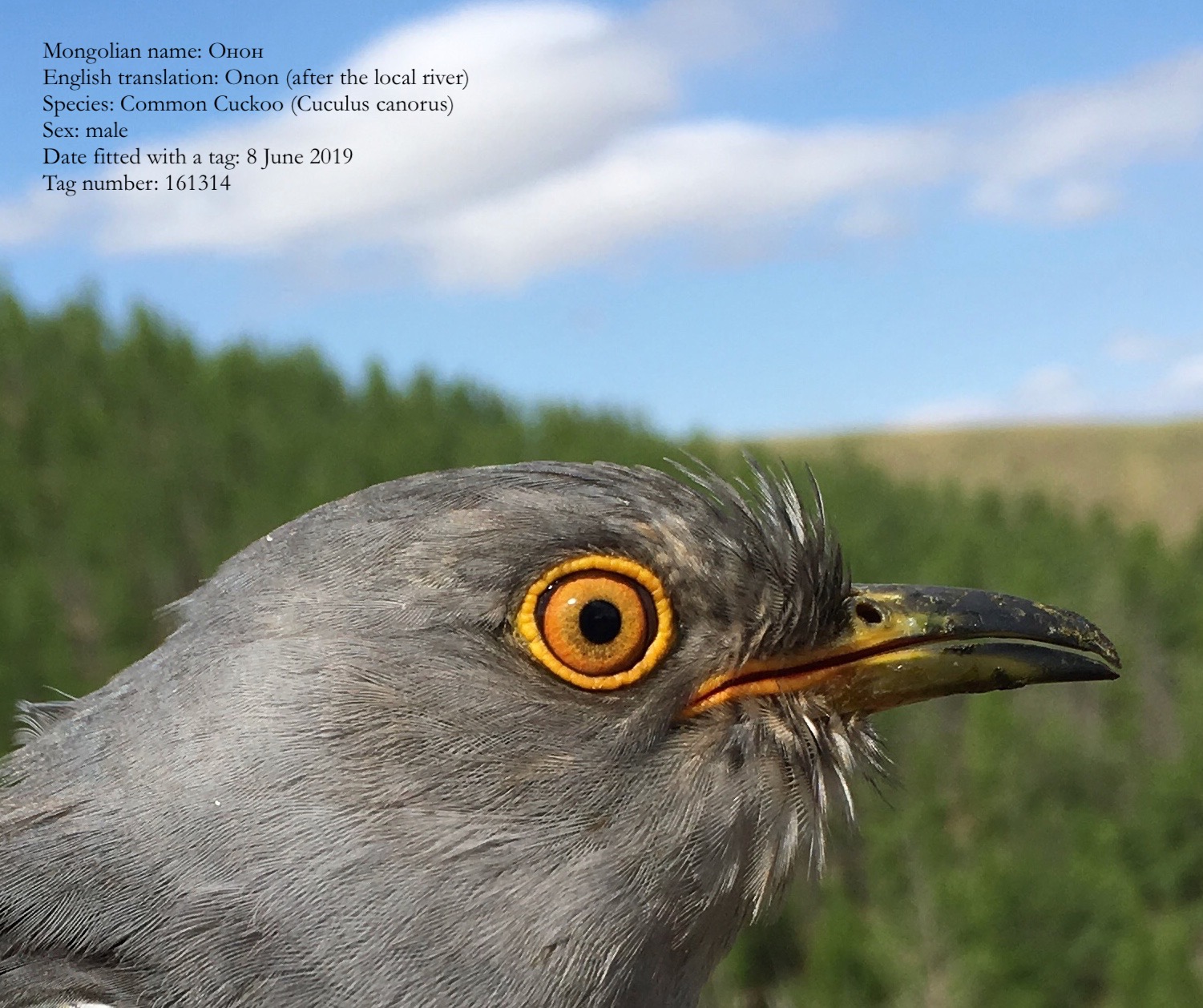 ONON, the Common Cuckoo, at Khurkh, Mongolia, June 2019