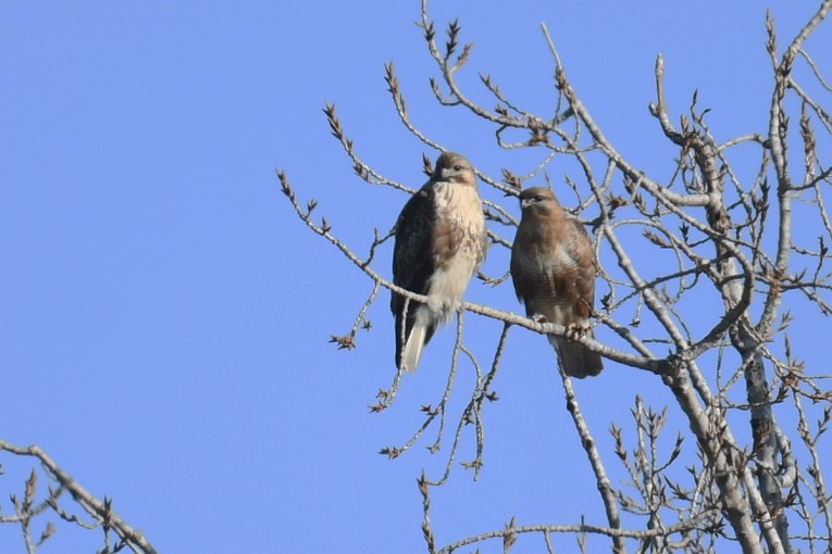 A possible Steppe Buzzard in Beijing