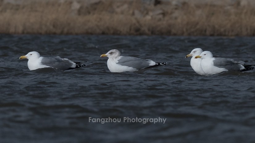 First documented record of Vega Gull in Beijing