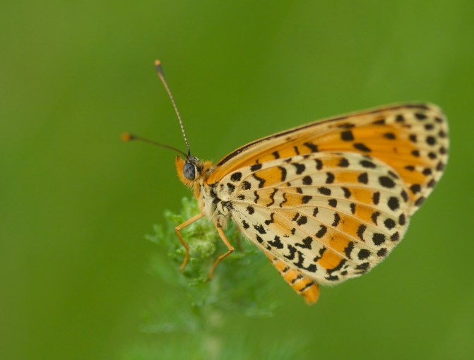 The Butterflies of Beijing