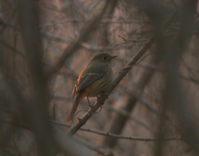 Rare and Scarce Birds in Beijing 2021